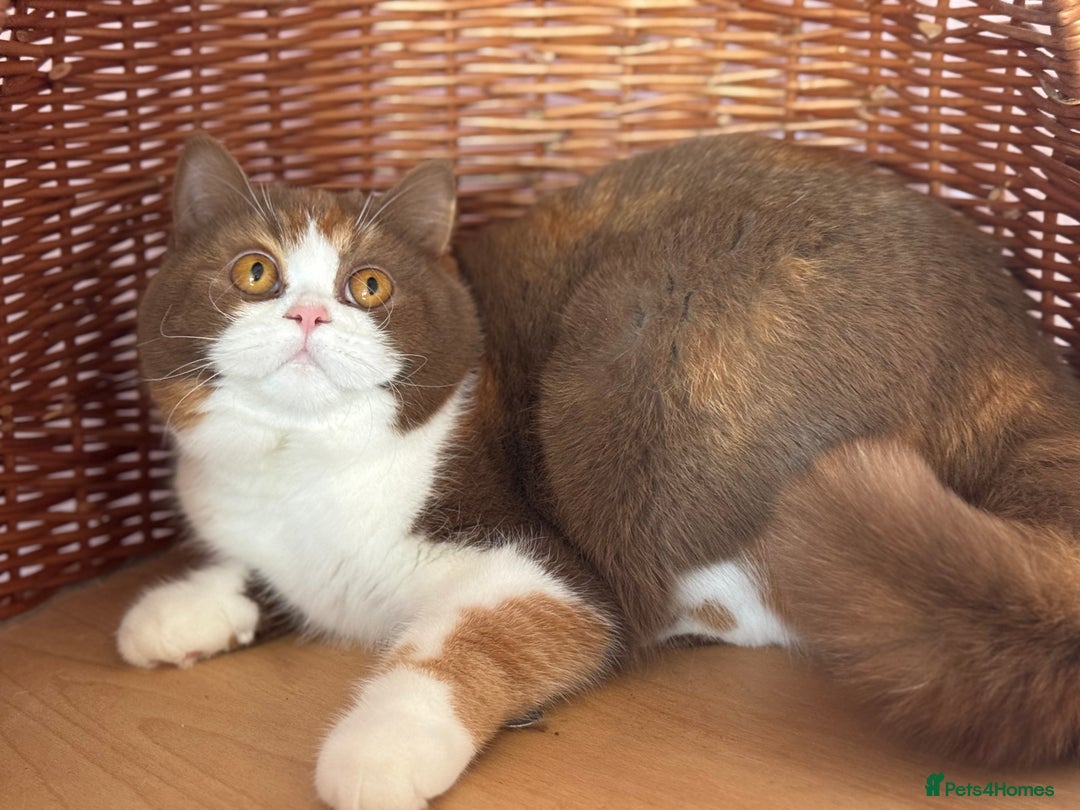 British Shorthair cats for sale: Beautiful cinnamon tortie white ticked TICA reg - Advert 3