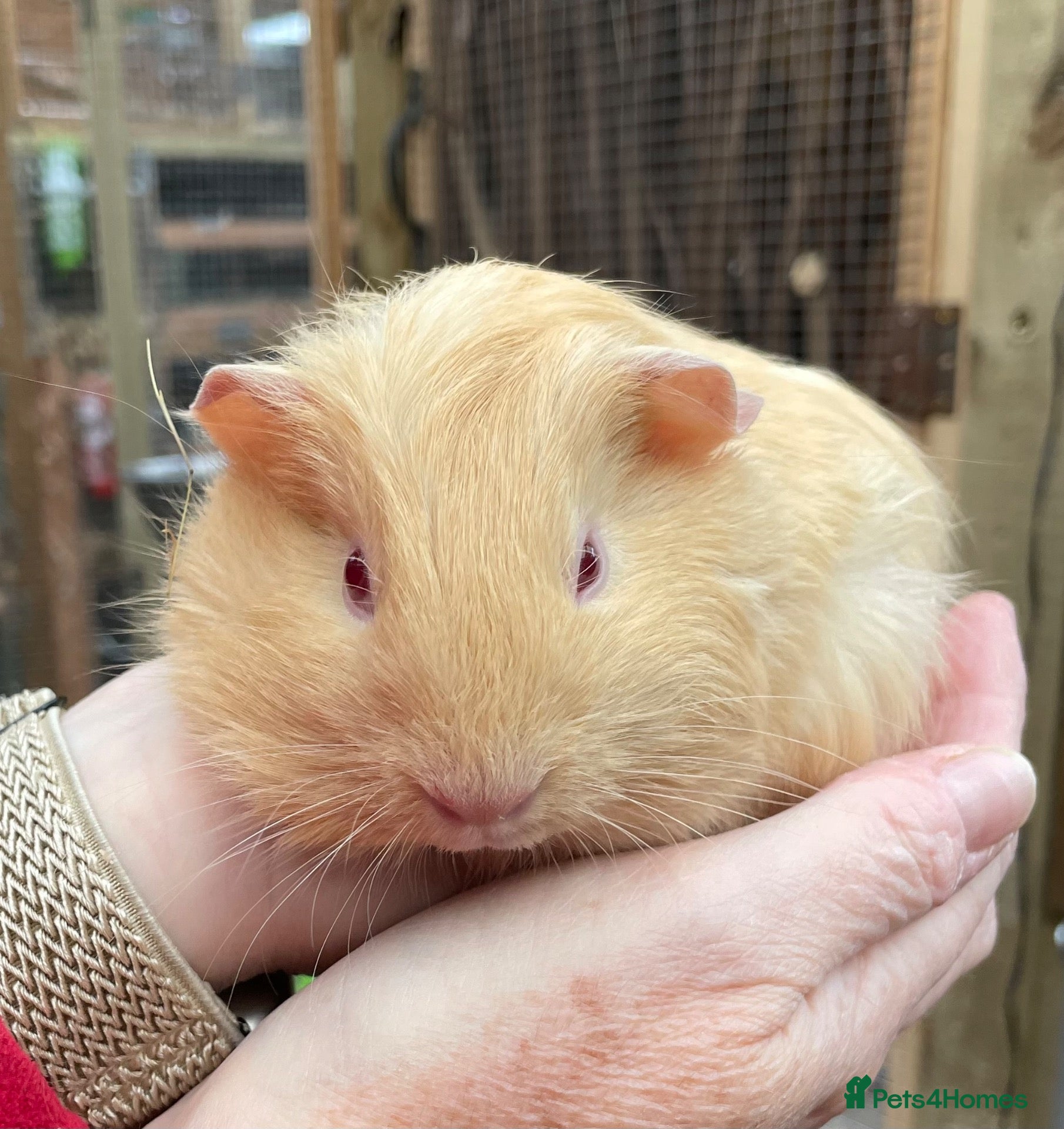 Guinea Pig rodents Bonded pair of baby guinea pigs  - Advert 20