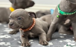 Staffordshire Bull Terrier dogs for sale: Beautiful Babies Ready to Leave  - Image 6