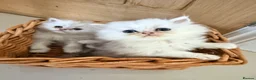 Persian cats for sale: Confidence silver tipped Persian kittens - Advert 1