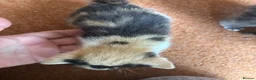 Mixed Breed cats for sale: Beautiful Calico & Ginger Kittens. Ready in 3 week - Advert 12