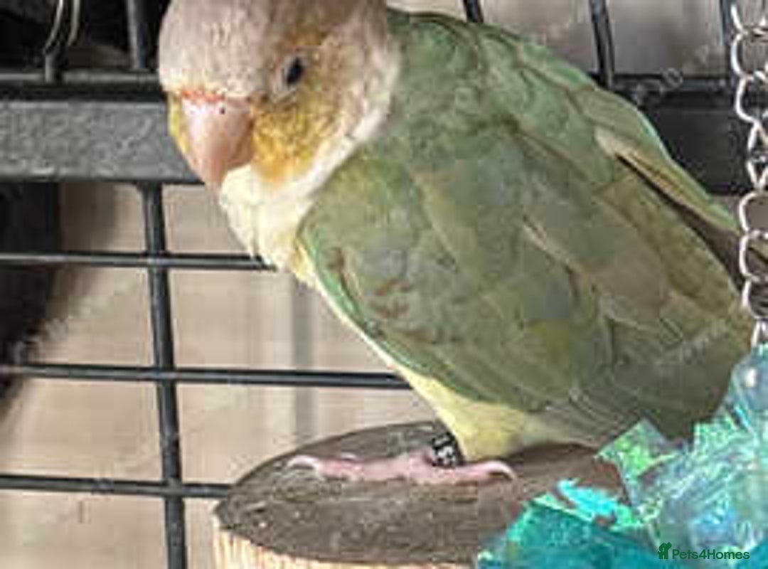 Conures birds for sale: Conures - Advert 4