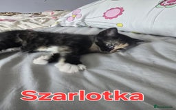 Domestic Shorthair cats for sale: Cute kittens for new home - Image 16