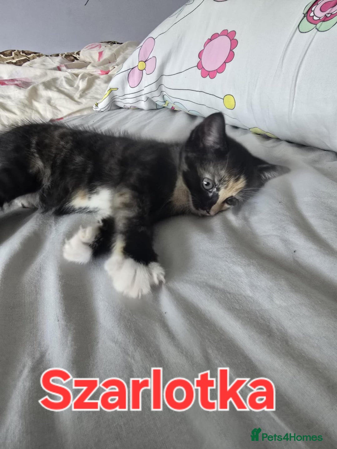 Domestic Shorthair cats for sale: Cute kittens for new home - Image 16