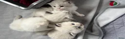 Ragdoll cats for sale: 3 Beautiful Pure Ragdoll Kittens – Blue Eyed  in Abingdon - Advert 6