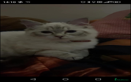 Ragdoll cats for sale: Female ragdoll  - Image 2