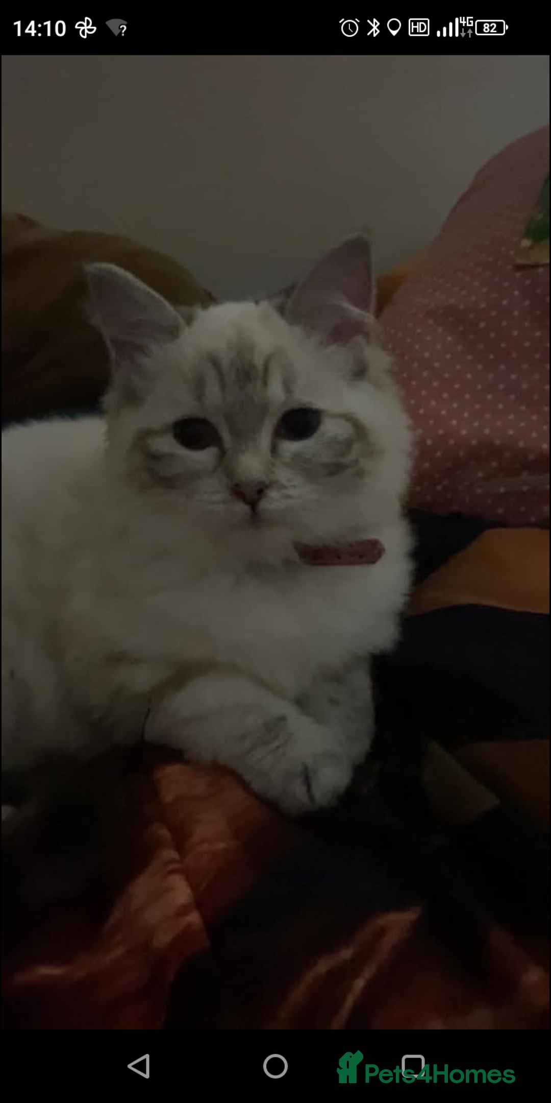 Ragdoll cats for sale: Female ragdoll  - Image 2