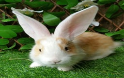 Continental Giant rabbits for sale: PURE Continental Giants Vaccinated 3 in 1 Reserve  - Image 2