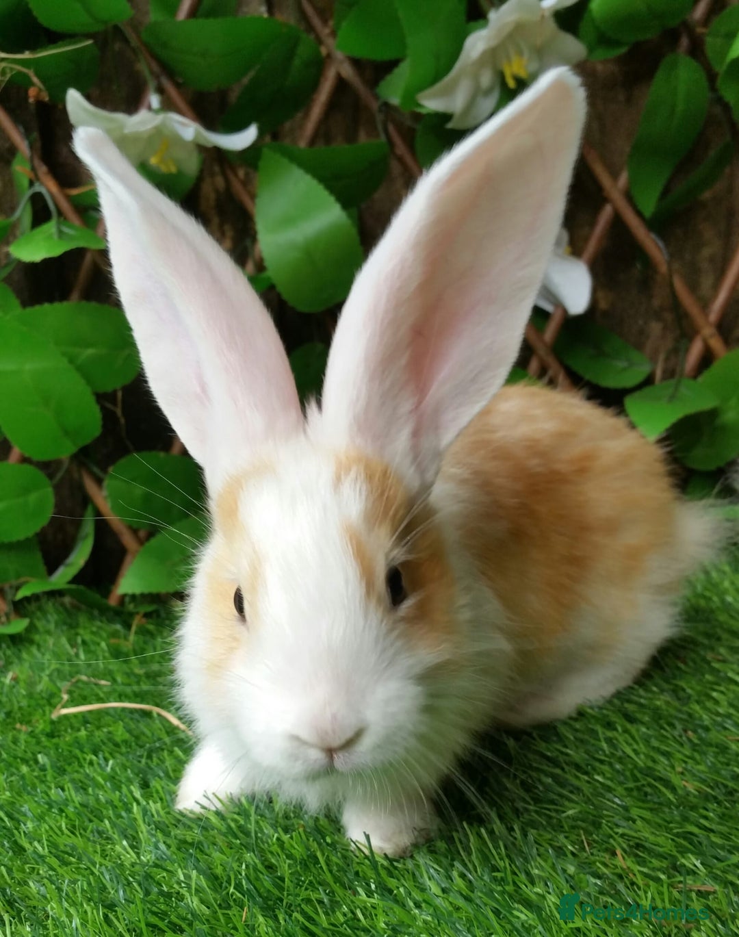 Continental Giant rabbits for sale: PURE Continental Giants Vaccinated 3 in 1 Reserve  - Image 2