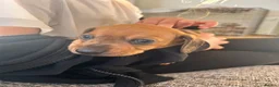 Dachshund dogs for sale: Dachshund puppies - Advert 23