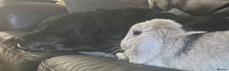 Harlequin rabbits for sale: Female lop - Advert 2
