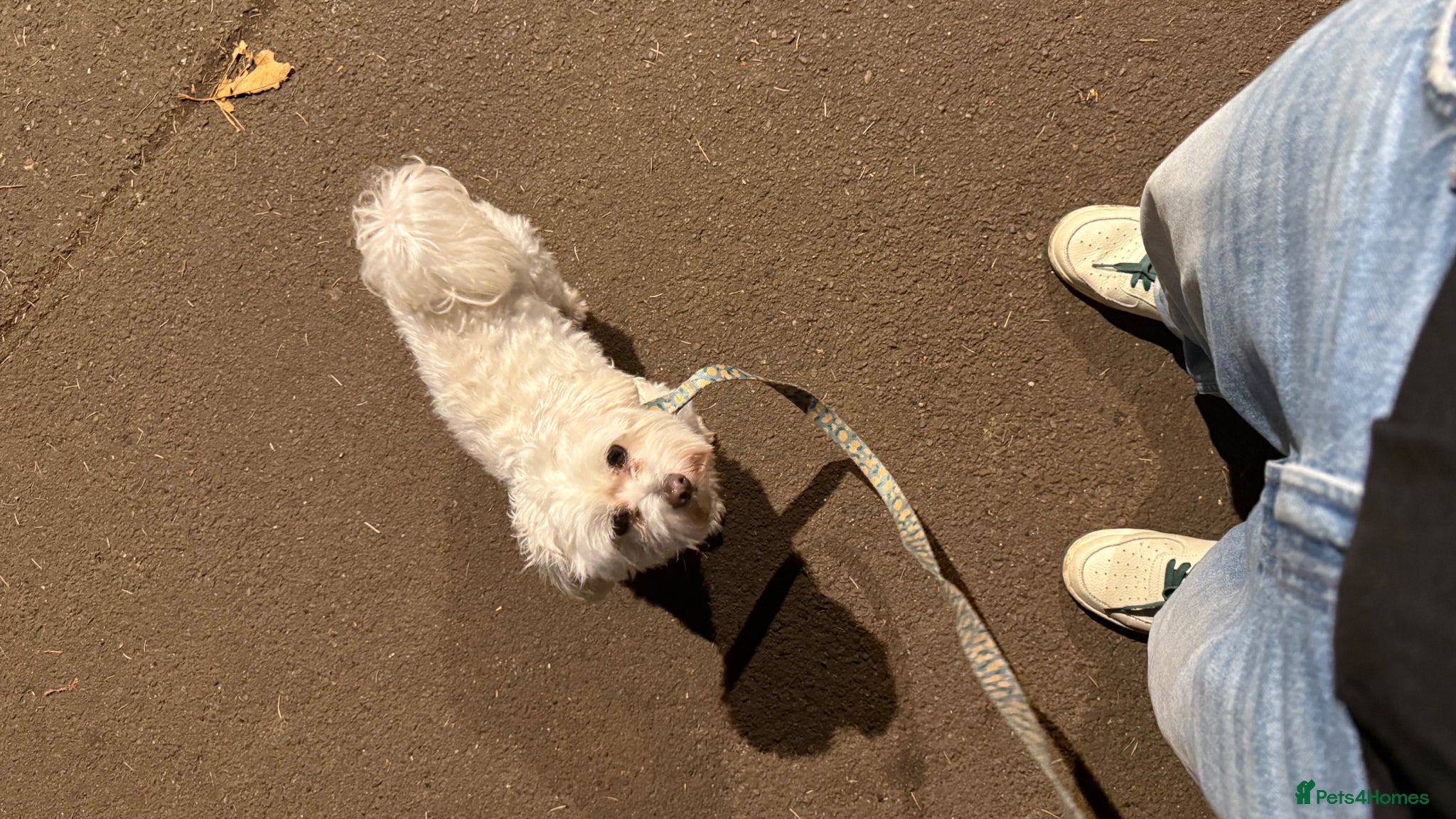 Bichon Frise dogs 2 male 4 female bichon dogs - Advert 12