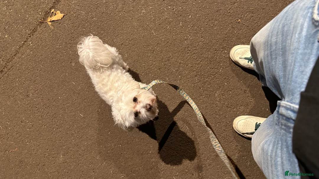 Bichon Frise dogs for sale: 2 male 4 female bichon dogs - Advert 1