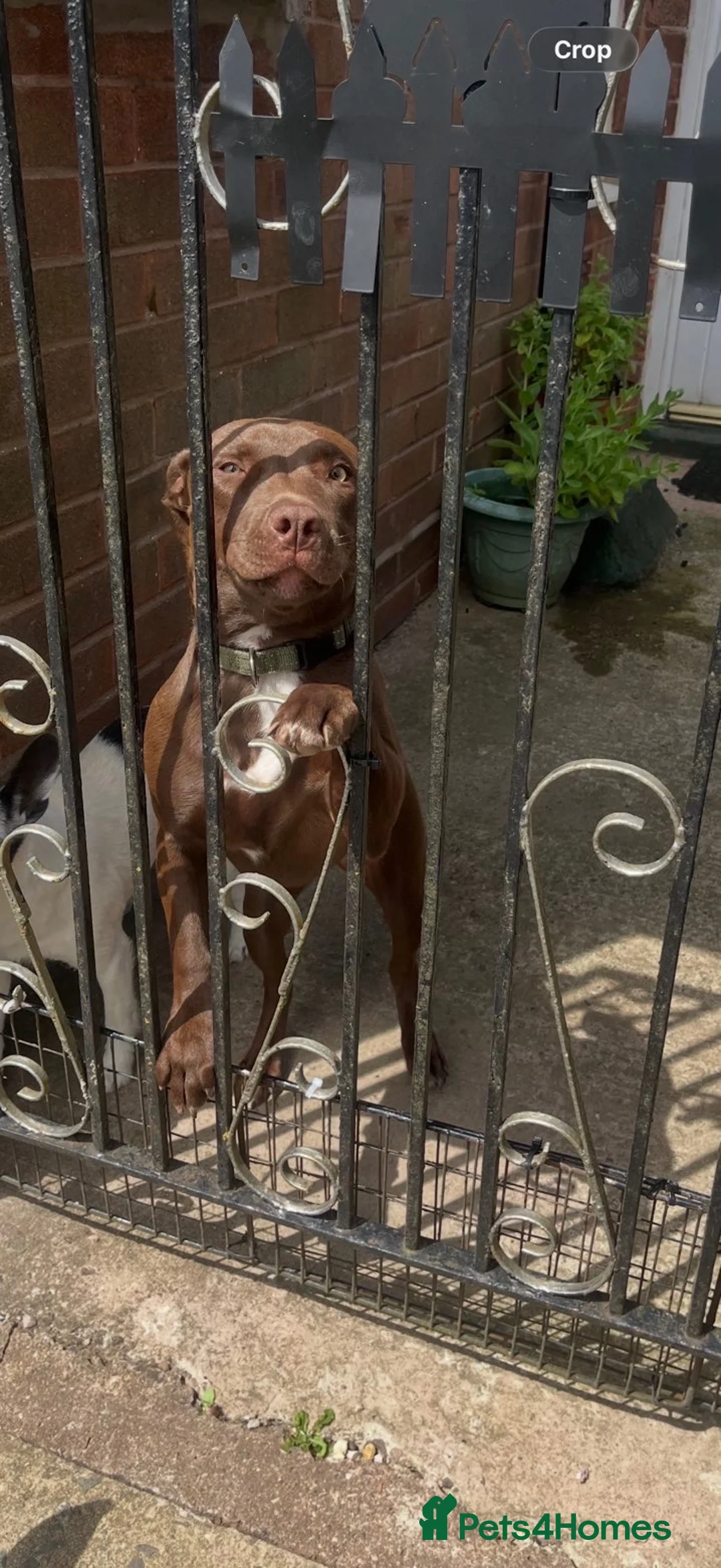 Mixed Breed dogs for sale: Lurcher x Staffy for immediate sale - Advert 2