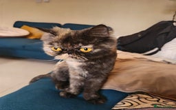 Mixed Breed cats for adoption: ELLIE -IS SHE NOT AMAZING LOOKING PERSIAN KITTEN?? - Image 4