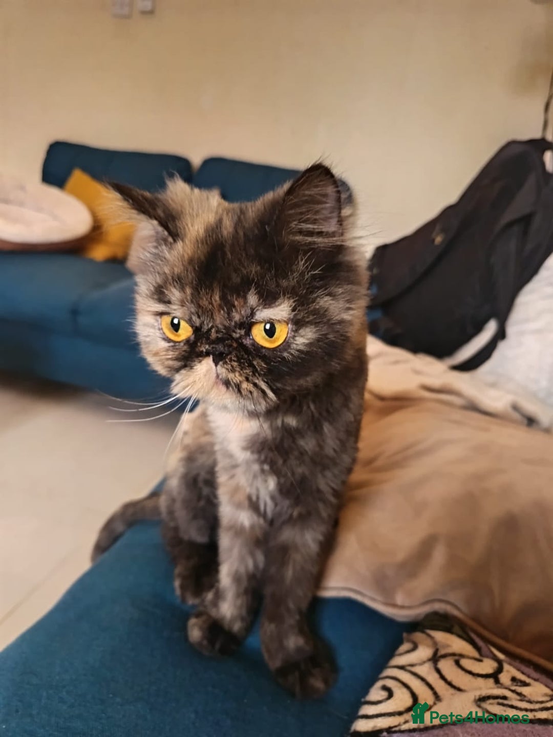 Mixed Breed cats for adoption: ELLIE -IS SHE NOT AMAZING LOOKING PERSIAN KITTEN?? - Image 4