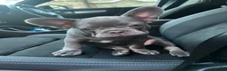French Bulldog dogs for sale: Ready to go! Top quality French bulldogs  - Advert 11