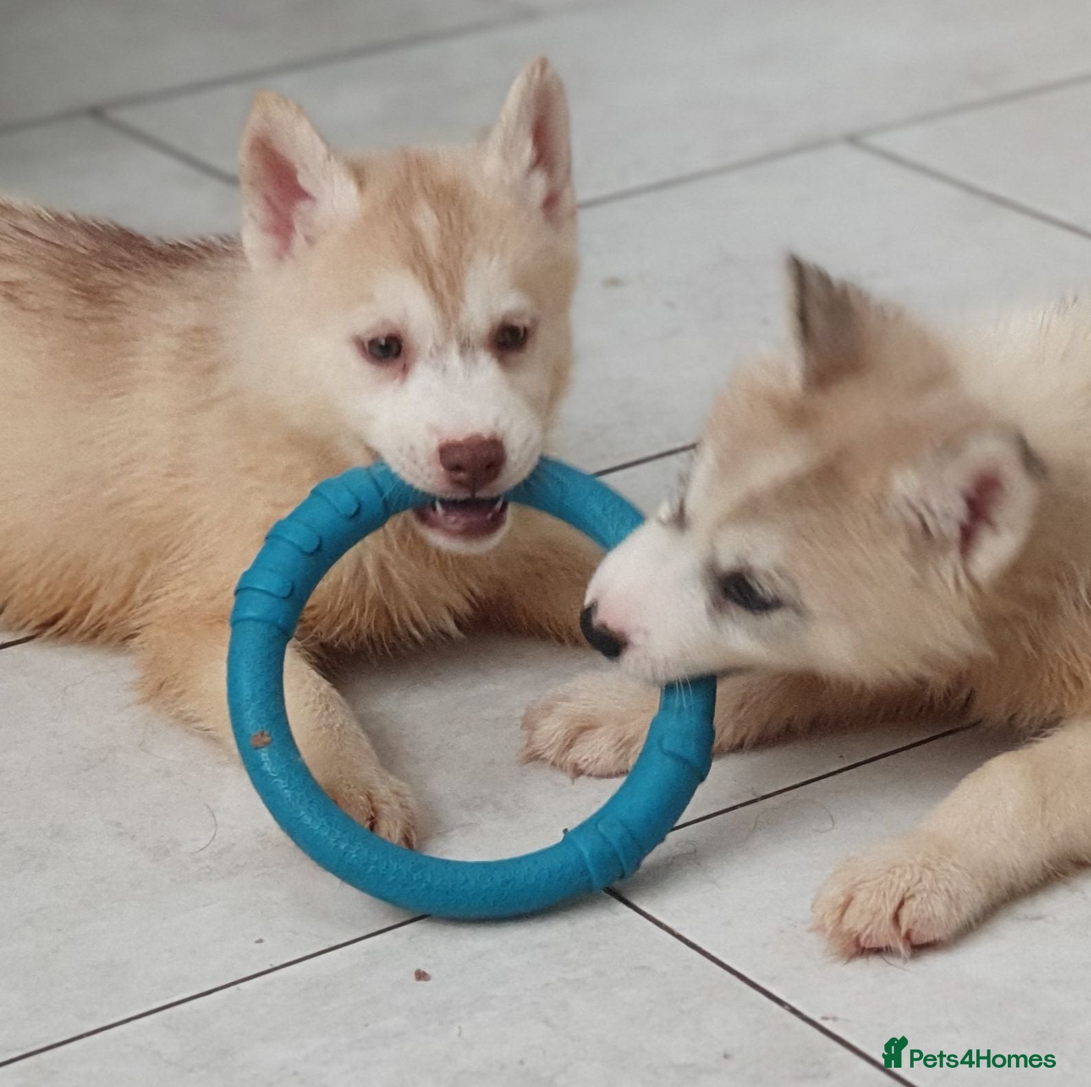 Siberian Husky dogs KC REG MALE: ONE LEFT - Advert 18