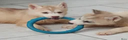 Siberian Husky dogs for sale: KC REG MALE: ONE LEFT - Advert 3