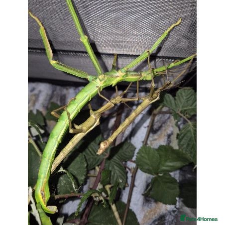 Mixed Breed invertebrates Live stick insects and eggs - Advert 7