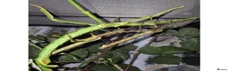 Mixed Breed invertebrates for sale: Live stick insects and eggs - Advert 1