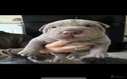 Shar Pei dogs for sale: Stunning litter of kc reg Shar Pei puppies  - Image 8