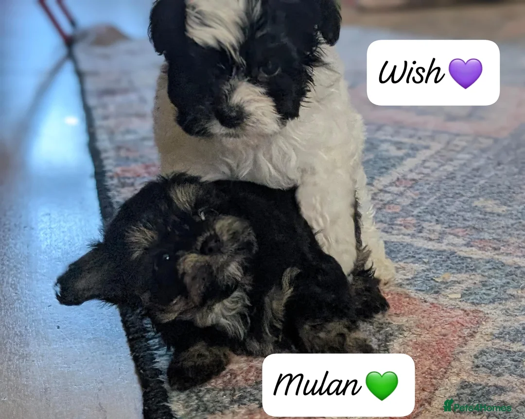 Chipoo dogs for sale: Chipoo Puppies - Advert 13