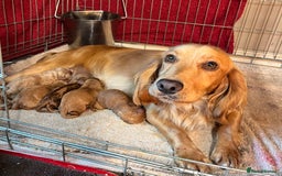 Cockapoo dogs for sale: Pop the champagne 🍾  - Image 1