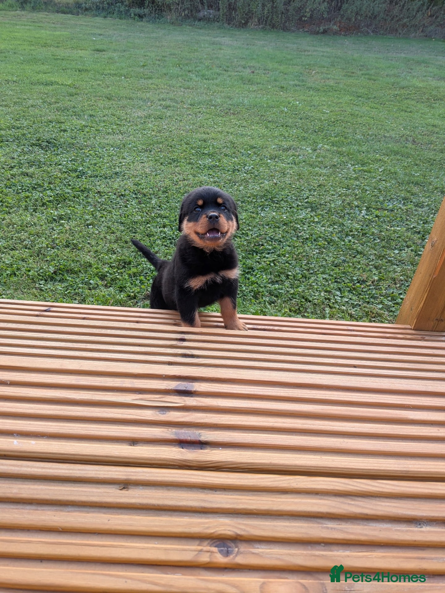 Rottweiler dogs *Ready to go*Rottweiler pups - Advert 1