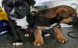 Mixed Breed dogs for sale: 2 beautiful female puppys  - Image 2