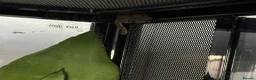 Gecko reptiles for sale: Mourning geckos with enclosure  - Advert 2