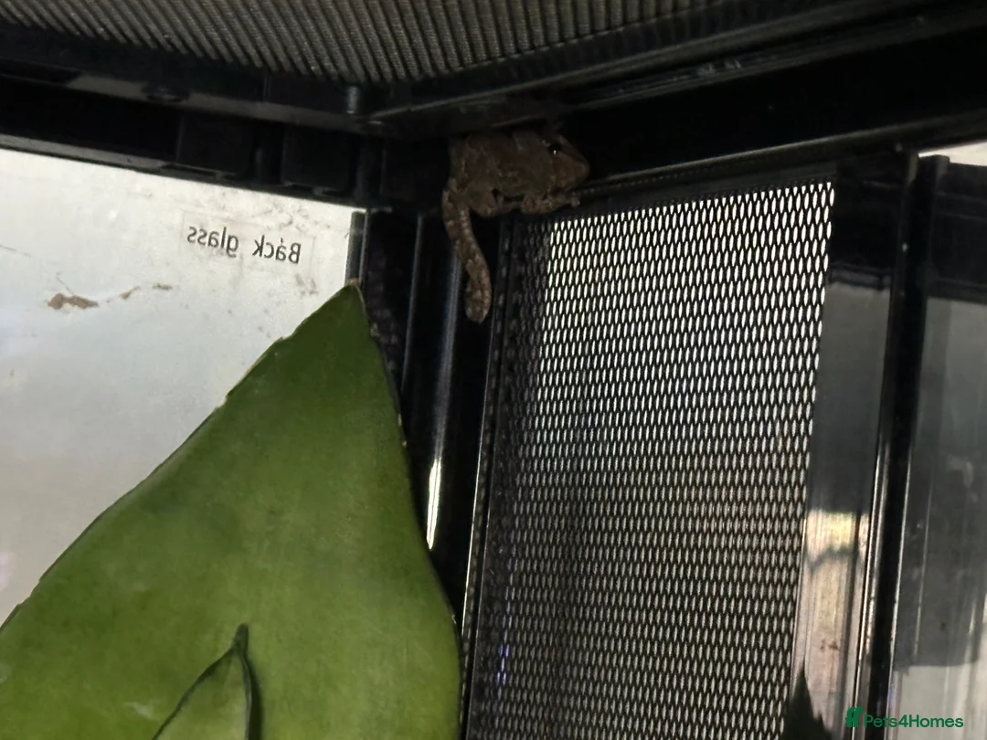 Gecko reptiles for sale: Mourning geckos with enclosure  - Advert 2