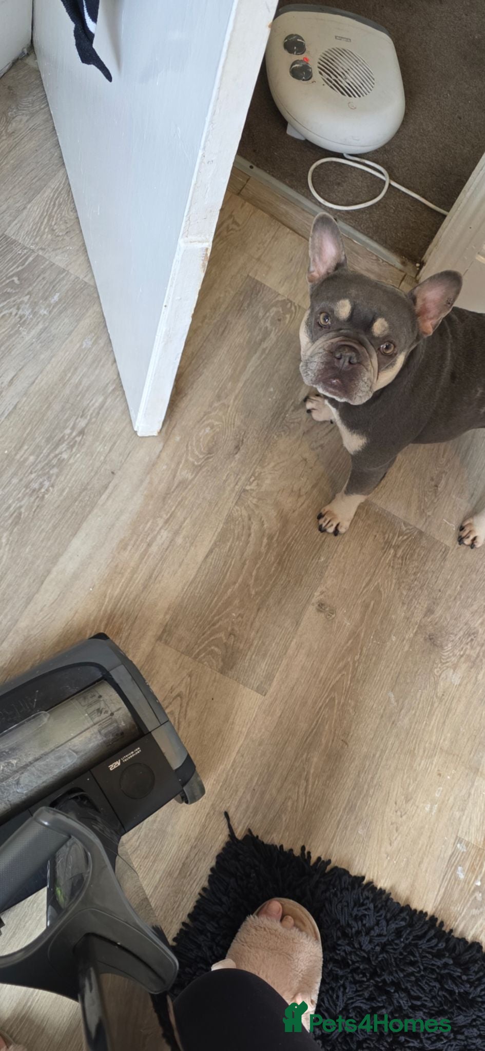 French Bulldog dogs Female frenchbulldog  - Advert 7