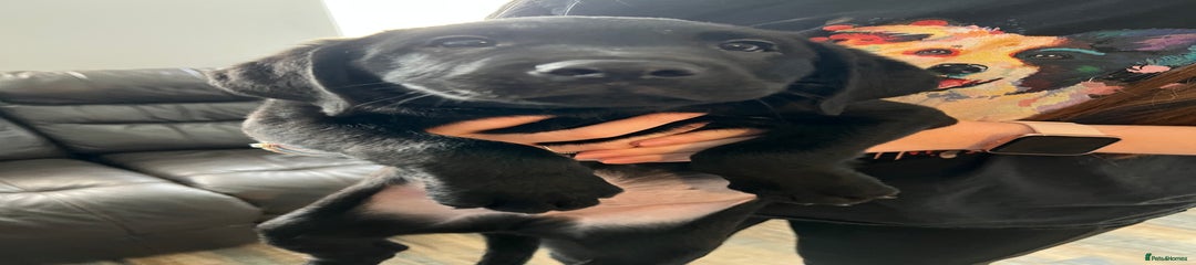 Labrador Retriever Puppy 1