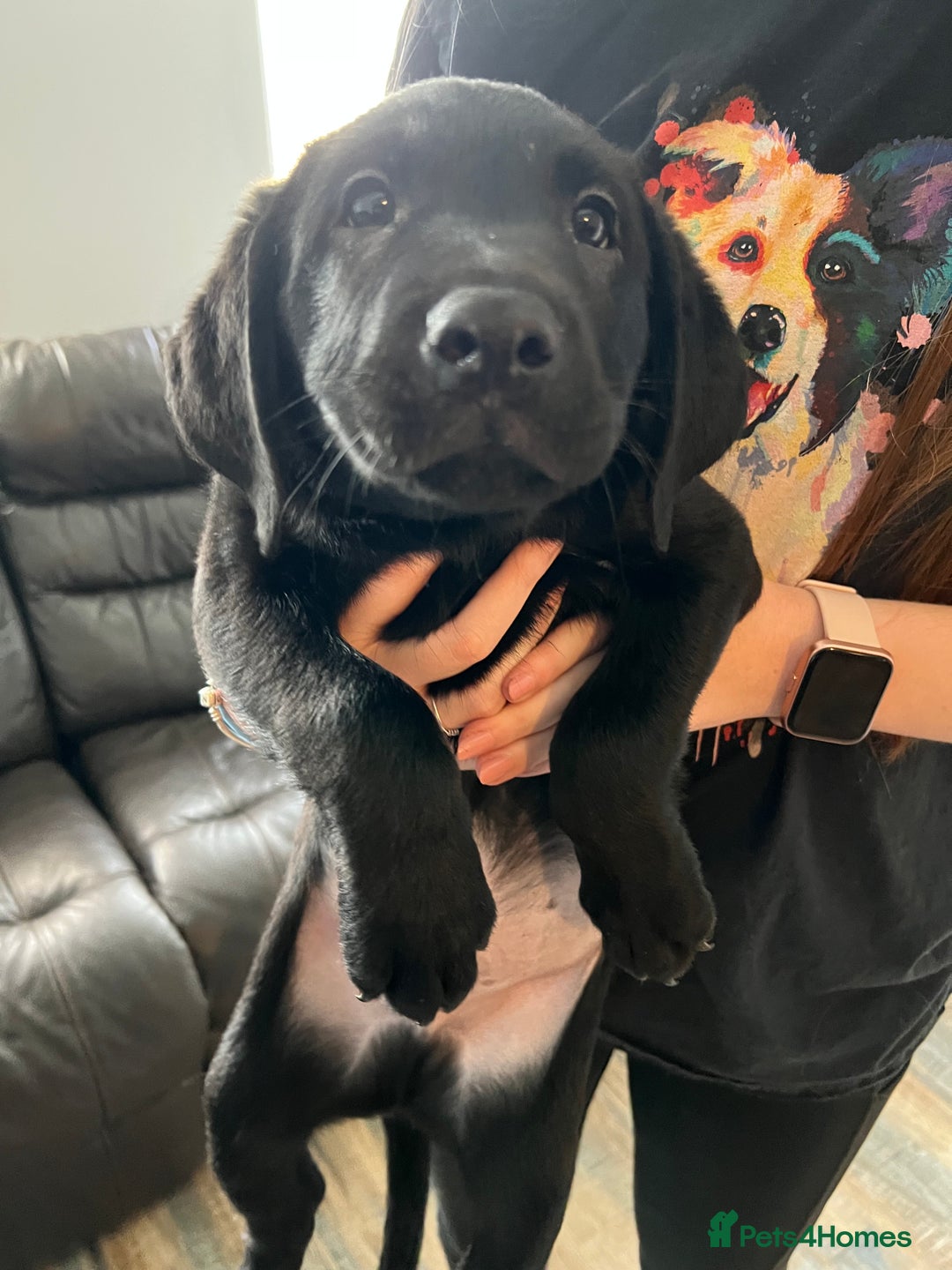 Labrador Retriever dogs for sale: Kc Labradors working line Bred for assistance work - Image 2