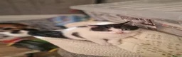 Mixed Breed cats for sale: 3 beautiful kittens for sale - Advert 11