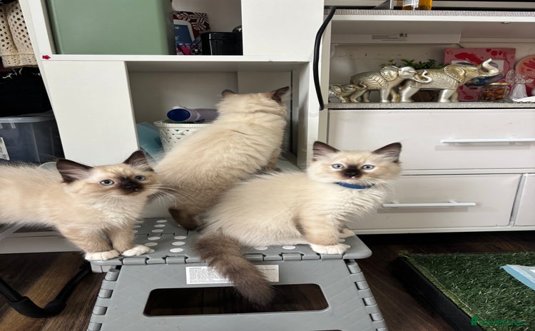 Ragdoll cats - Advert 9