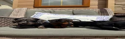 Doxiepoo dogs for sale: Miniature doxiepoo puppies (council licensed)  - Advert 11
