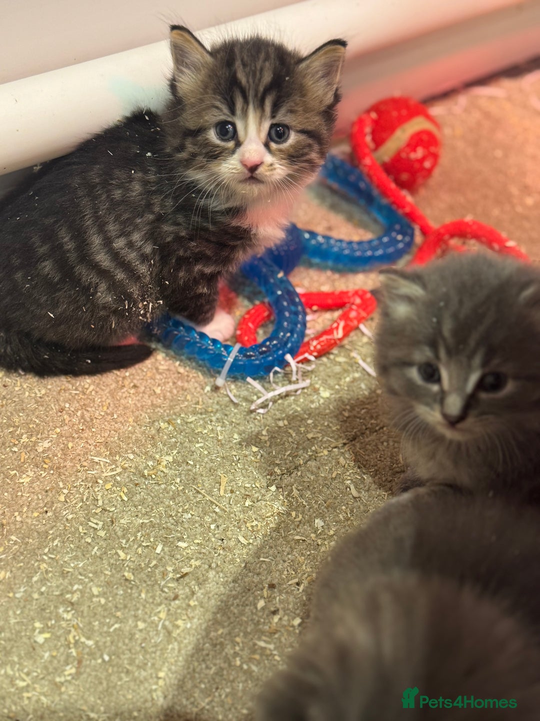 Mixed Breed cats for sale: 5 lovely kittens for sale  - Image 6
