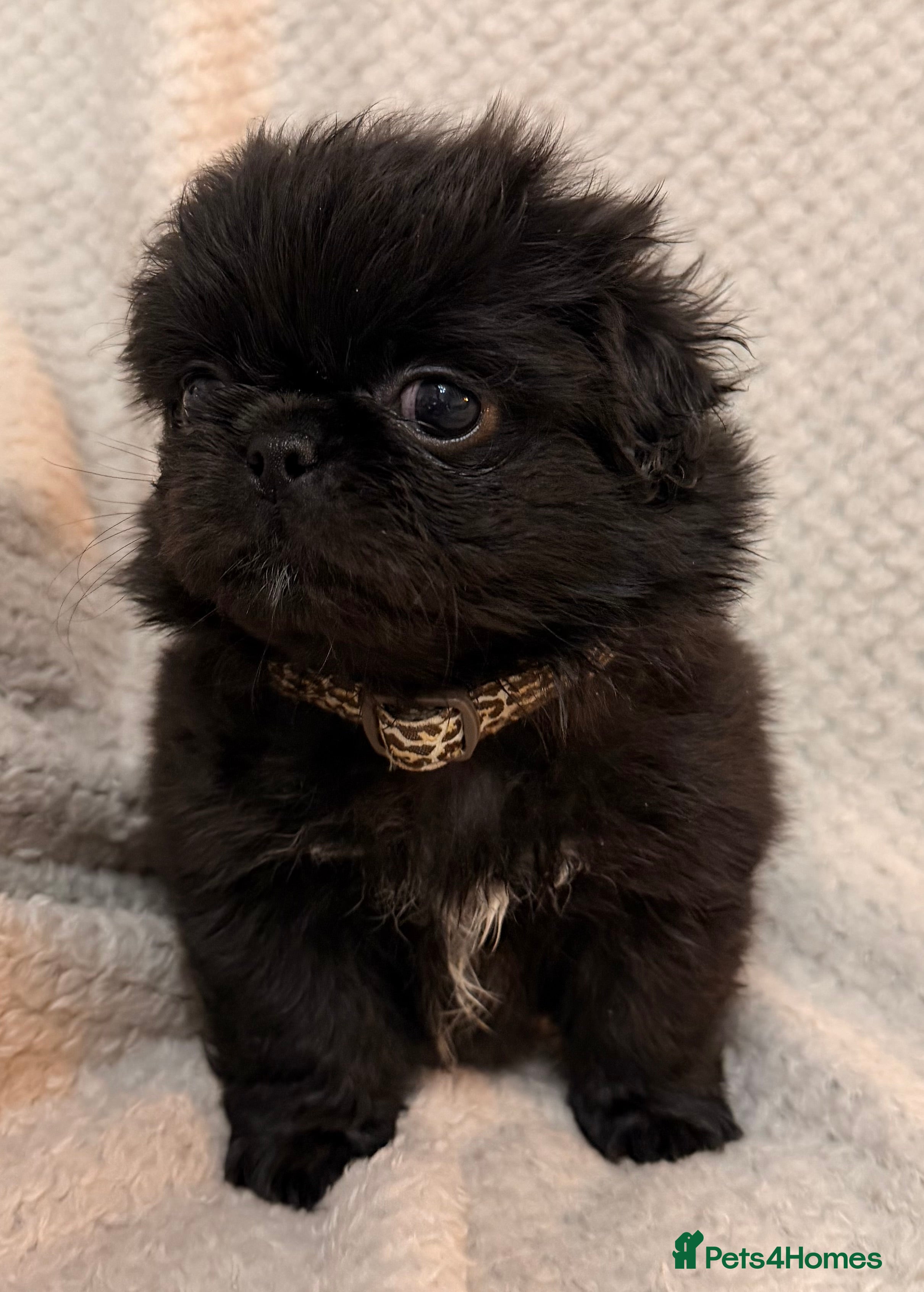 Mixed Breed dogs Beautiful pugingese pups 😍 - Advert 2