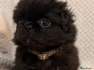 Mixed Breed dogs Beautiful pugingese pups 😍 - Advert 8