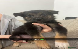Mixed Breed dogs for sale: German shepherd x border collie puppies  - Image 6