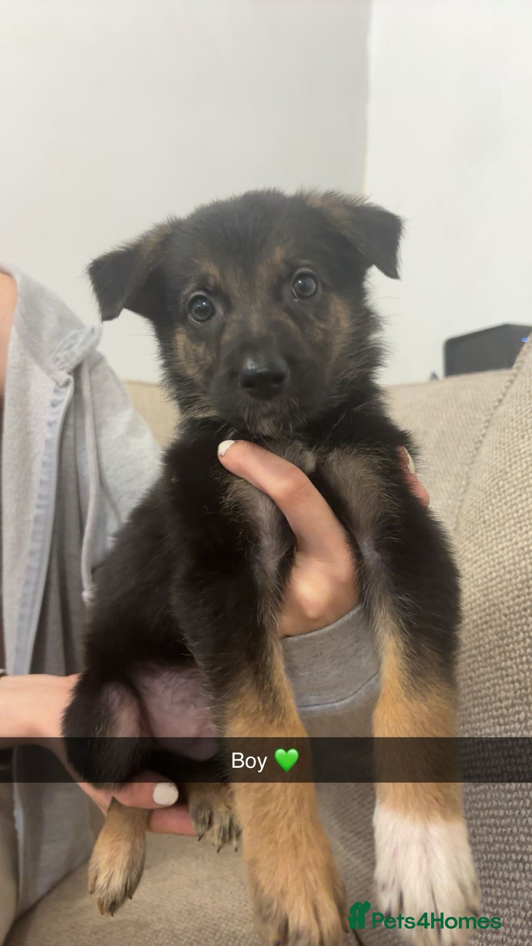 Mixed Breed dogs for sale: German shepherd x border collie puppies  - Image 6