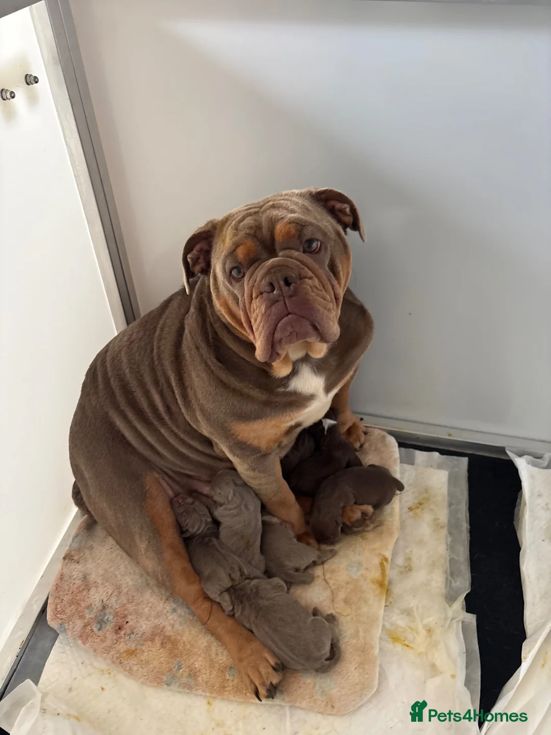 English Bulldog dogs for sale: 3 stunning female English bulldogs available - Advert 1