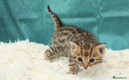 Bengal cats for sale: 🔥Beautiful little bengal girl for reservation🔥 - Image 12