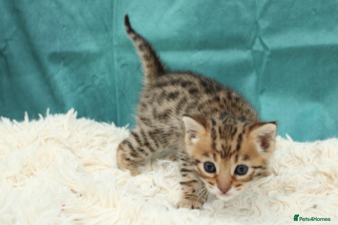 Bengal cats for sale: 🔥Beautiful little bengal girl for reservation🔥 - Image 12