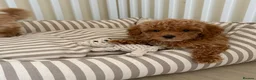 Maltipoo dogs for sale: 5🌟Korean maltipoo puppies health tested - Advert 15