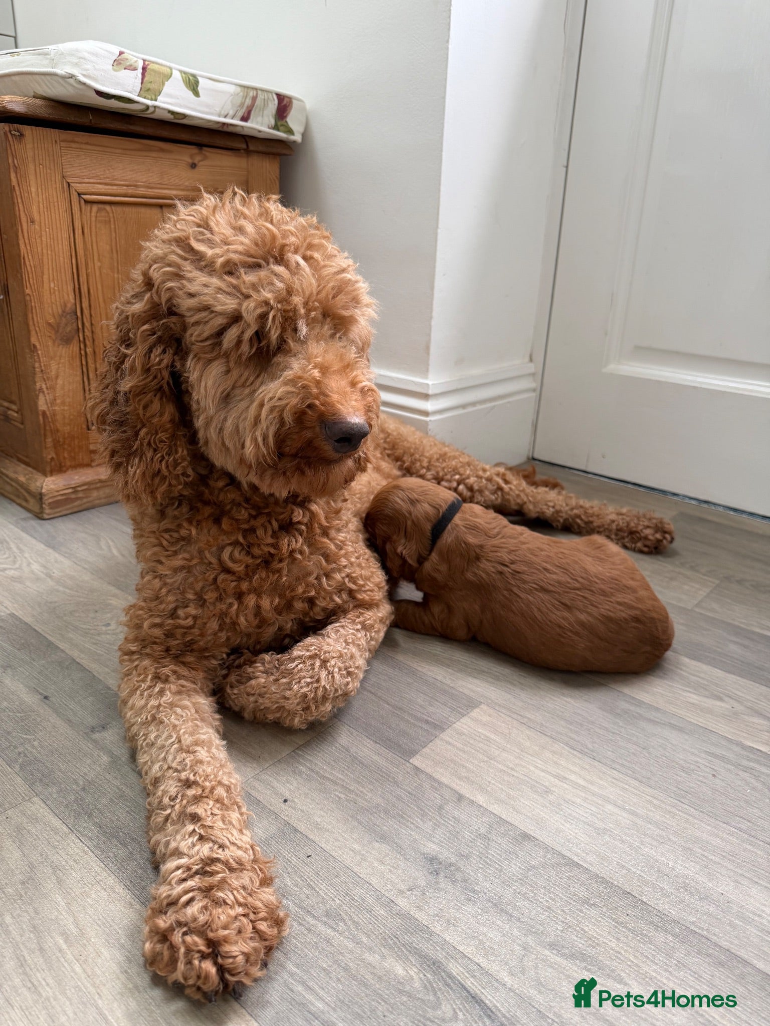 Goldendoodle dogs Stunning Goldendoodle Puppies  - Advert 1