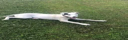 Mixed Breed dogs for sale: Saluki collie grey 14 weeks old, Girl  in Crook - Advert 1