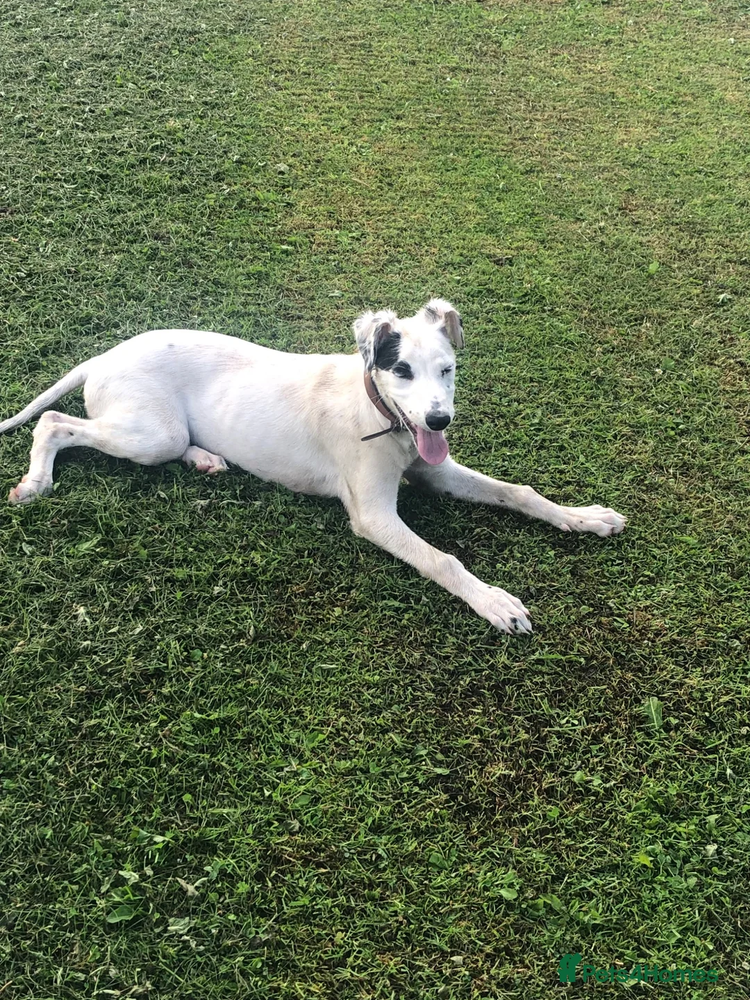 Mixed Breed dogs for sale: Saluki collie grey 14 weeks old, Girl  in Crook - Advert 1